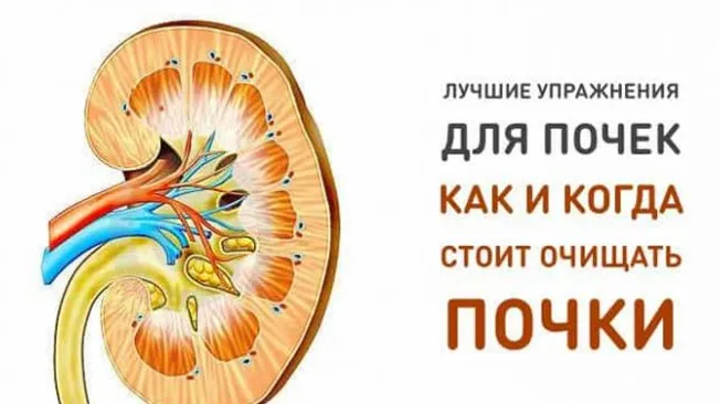 Лучшее упражнение для почек. Как и когда стоит очищать почки!