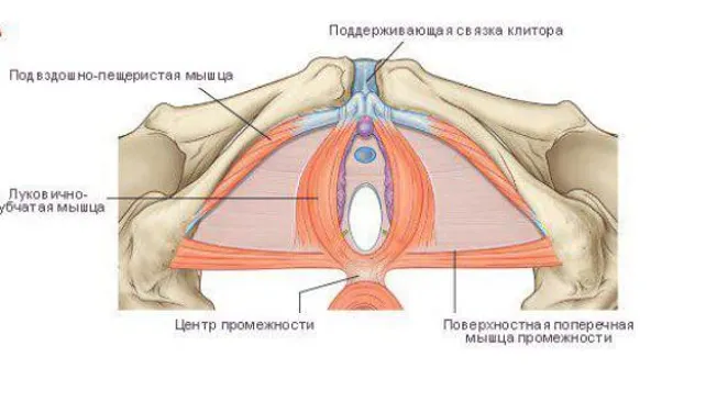 ПРО ЖЕНСКИЕ ТРЕНИРОВКИ — чем чреват плоский живот и накачанные ягодицы