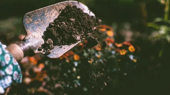 What Are the Top Tips for Gardening as a Hobby