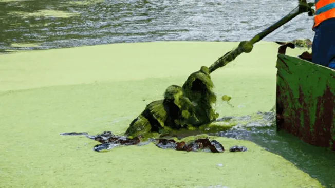 How to Get Rid of Algae in a Large Pond