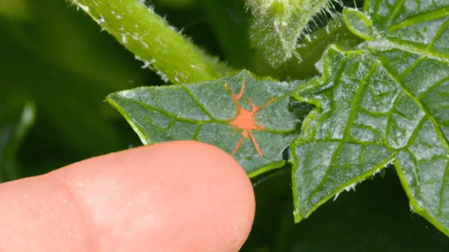 How to Get Rid of Spider Mites During Flowering
