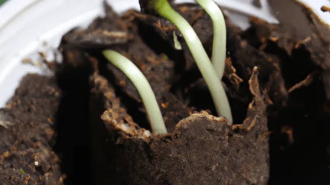 How to Grow a Plum Tree from a Seed