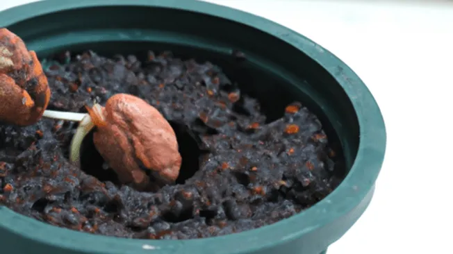 How to Grow Peach Tree from Seed