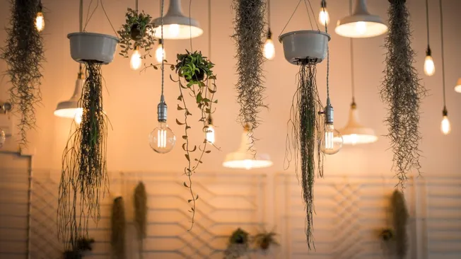 Effective Light for Your Plants