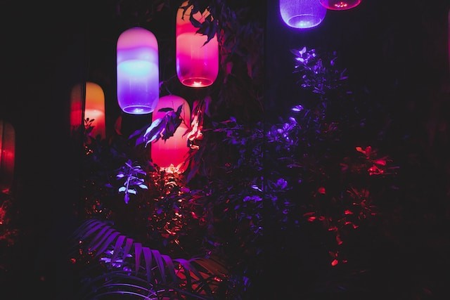 plants in different lights