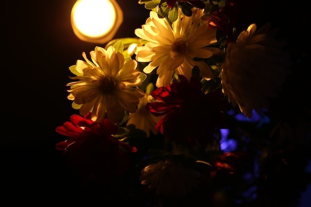 flowers with yellow light